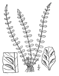 drawing of asplenium trichomanes plant parts